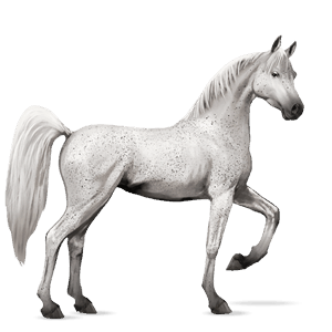 cheval de selle gris truité