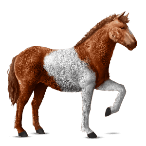 cheval de selle curly pie tobiano alezan