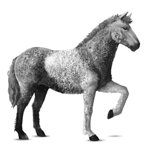 cheval de selle curly pie tobiano gris pommelé