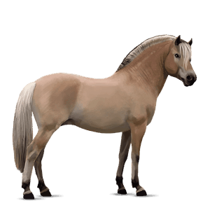 poney highland pony bai