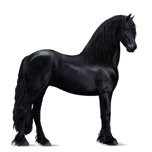 cheval de selle camargue noir