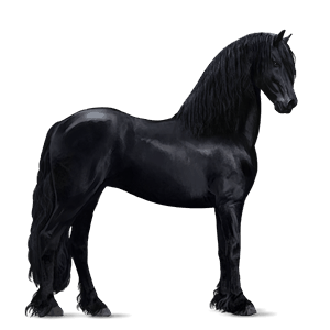 cheval de selle shagya noir
