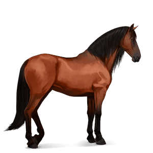 cheval de selle pure race espagnole bai cerise