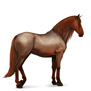 cheval de selle quarter horse bai