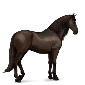 cheval de selle quarter horse bai