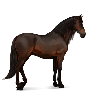 cheval de selle pure race espagnole bai brûlé