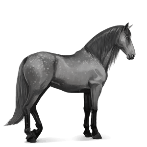 cheval de selle paso péruvien gris pommelé