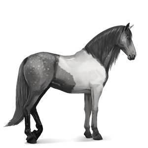 cheval de selle lusitanien gris pommelé