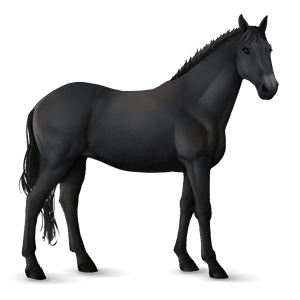 cheval de selle knabstrup noir
