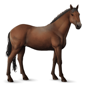 cheval de selle bai