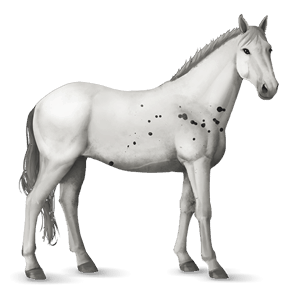 cheval de selle few spots noir