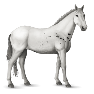 cheval de selle arabe d'ouranos gris clair