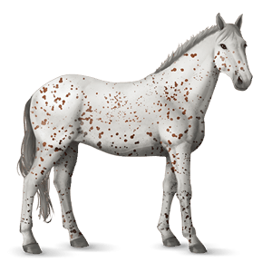 cheval de selle knabstrup leopard alezan
