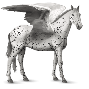 pégase de selle appaloosa leopard noir