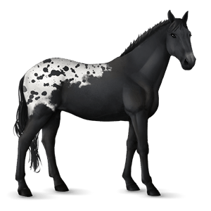 cheval de selle knabstrup spotted noir