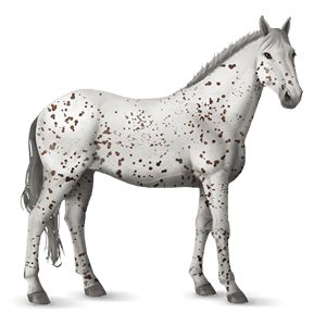 cheval de selle leopard alezan