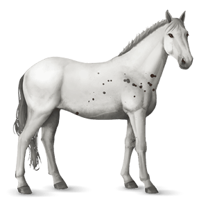 cheval de selle hackney gris clair