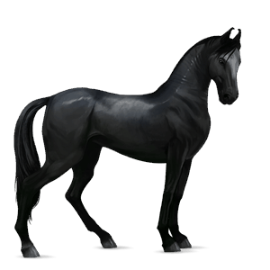 cheval de selle camargue gris pommelé