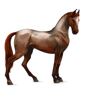 cheval de selle marwari alezan brûlé