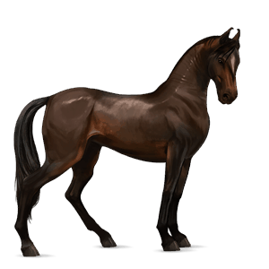 cheval de selle hanovrien bai brûlé
