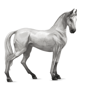 cheval de selle marwari gris clair