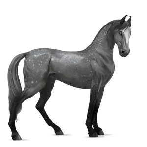 cheval de selle akhal-téké gris pommelé