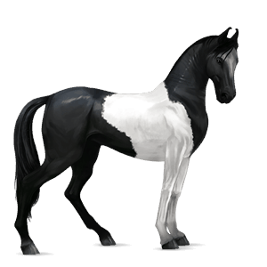 cheval de selle marwari pie noir tobiano