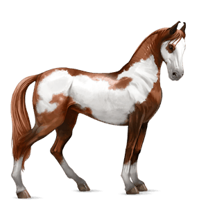 cheval de selle marwari pie overo bai cerise