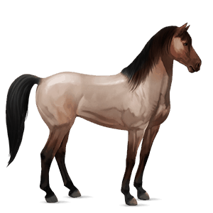 cheval de selle mustang rouan