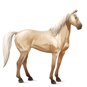 cheval de selle criollo argentin cremello