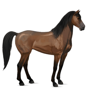 cheval de selle mustang bai