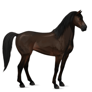 cheval de selle bai brûlé