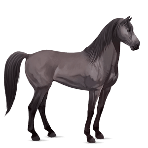 cheval de selle pur-sang anglais gris pommelé