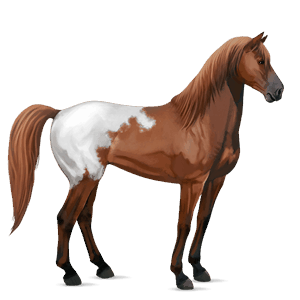 cheval de selle mustang blanket alezan