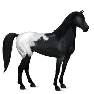 cheval de selle mustang blanket noir