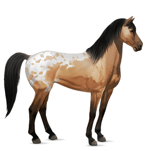 cheval de selle criollo argentin pie noir tobiano