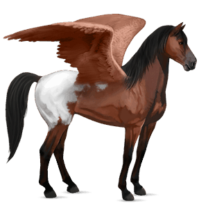 pégase de selle quarter horse bai cerise