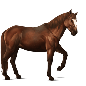 cheval de selle nokota alezan
