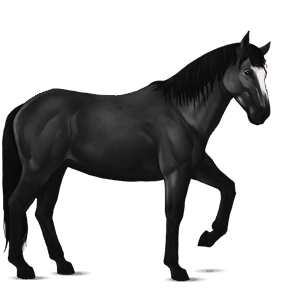 cheval de selle nokota noir