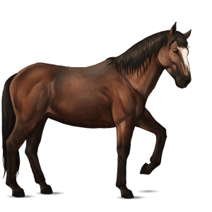cheval de selle mustang bai