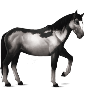 cheval de selle paint horse pie overo noir