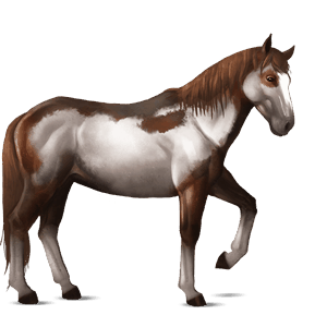 cheval de selle nokota rouan