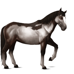 cheval de selle frison noir