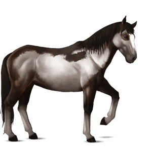 cheval de selle cheval islandais gris souris
