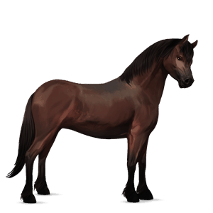 poney français de selle bai brûlé