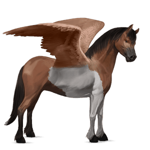 poney pégase poney de selle belge isabelle