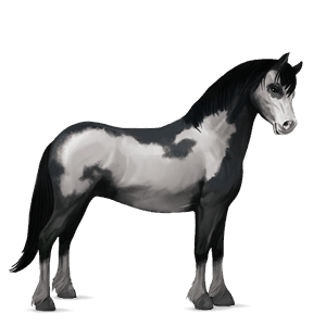 poney highland pony gris souris