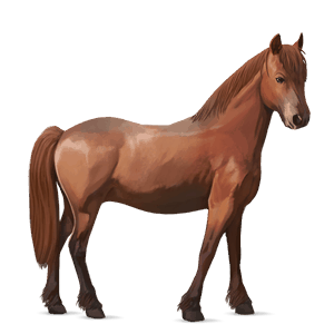 poney français de selle alezan