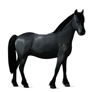 poney noir