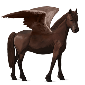 poney pégase pottok alezan brûlé
